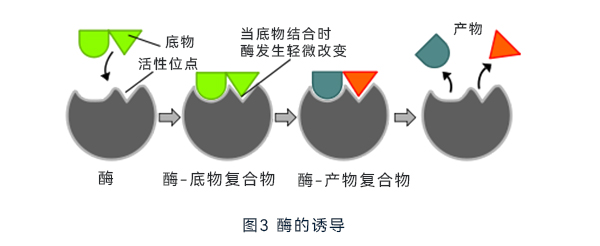 酶的诱导 酶的诱导