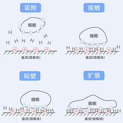 贴壁原理图解