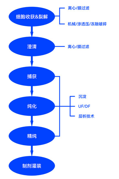 疫苗制备下游流程图